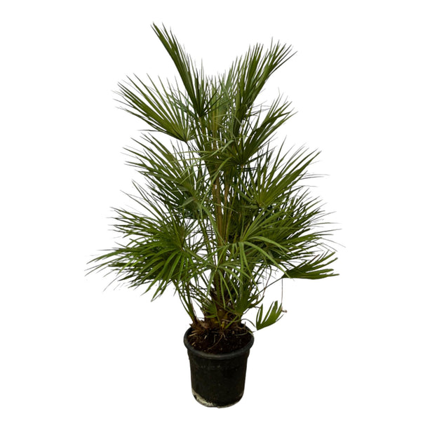 Chamaerops Humilis struik - ↑ 130 cm - Ø24cm