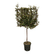 Eleagnus Ebbingei boom op rek - ↑ 225 cm - Ø40cm