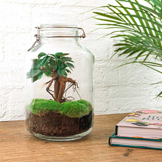 Planten terrarium - Jar Calathea - ↑ 28 cm