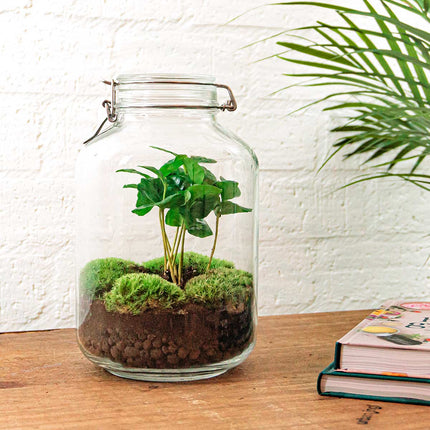 Planten terrarium - Jar Calathea - ↑ 28 cm