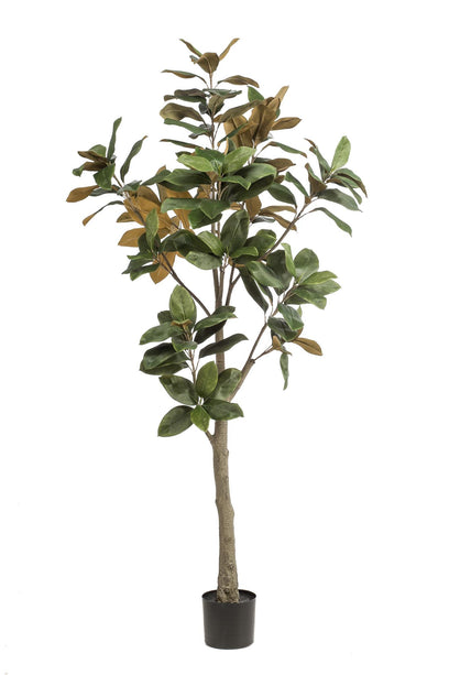 Kunstplant - 180 cm - Magnolia Grandiflora