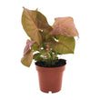 Syngonium 'Neon' (Aronskelkplant) - Ø 12 cm - ↑ 25 cm
