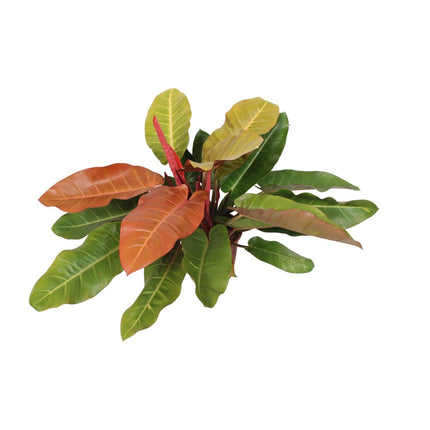 Philodendron Prince Of Orange - Aronskelkplant - Ø 27 cm - ↑ 75 cm