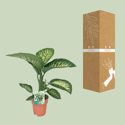 Dieffenbachia seguine Tropic Snow (Dief van Bagdad) - Ø 19 cm - ↑ 70 cm