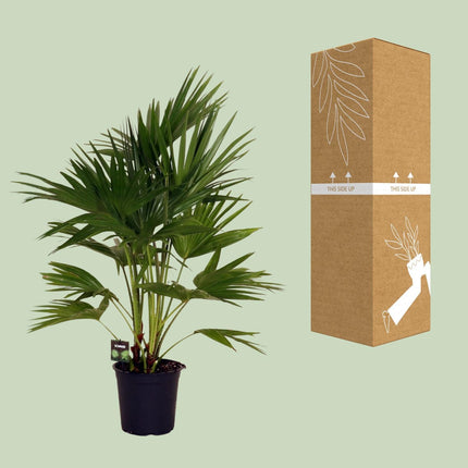 Livistona Chinensis - Schermpalm - Ø 24 cm - ↑ 100 cm