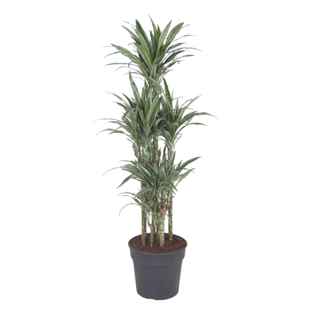 Dracaena Warneckei Carrousel (Drakenbloedboom) ↑ 140 cm