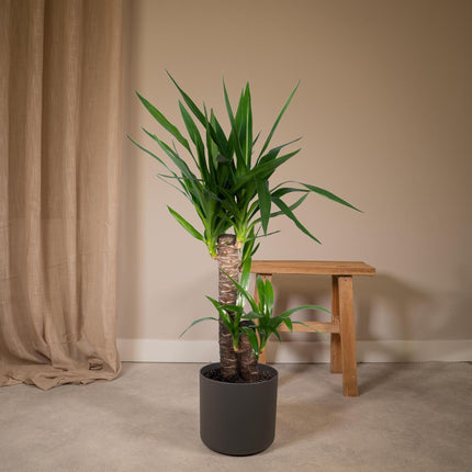 Yucca elephantipes (Palmlelie) - Ø 17 cm - ↑ 85 cm