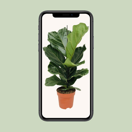 Ficus lyrata (Vioolbladplant) - Ø 17 cm - ↑ 75 cm