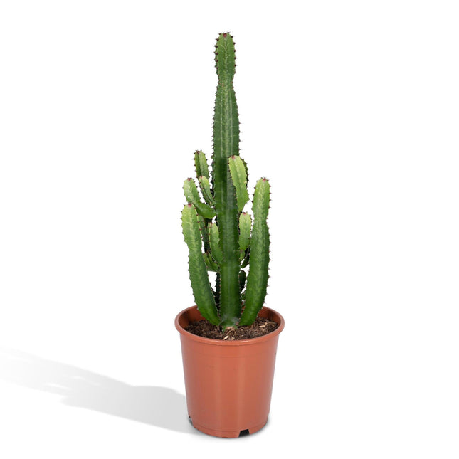 Euphorbia acrurensis (Cowboycactus) - Ø 24 cm - ↑ 60 cm