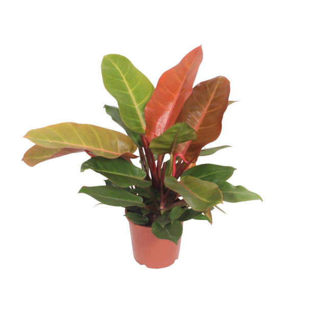 Philodendron Prince of Orange - Aronskelkplant - Ø 17 cm - ↑ 45 cm