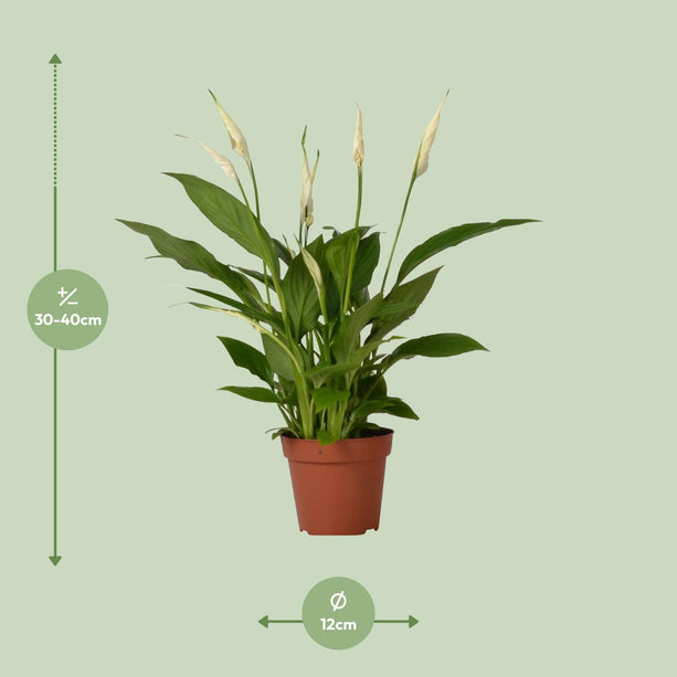 Spathiphyllum 'Bingo Cupido' (Lepelplant) - Ø 12 cm - ↑ 45 cm