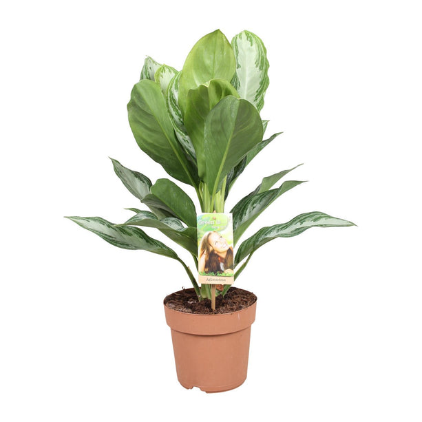 Aglaonema Silver Bay (Chinese Evergreen) ↑ 55 cm