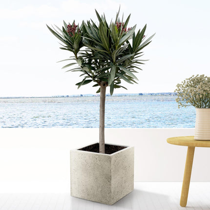 Nerium Oleander - Olijfboom op stam met roze bloem - Ø 22 cm - ↑ 90 cm