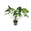 Philodendron Green Wonder - Hangplant - Ø 24 cm - ↑ 100 cm