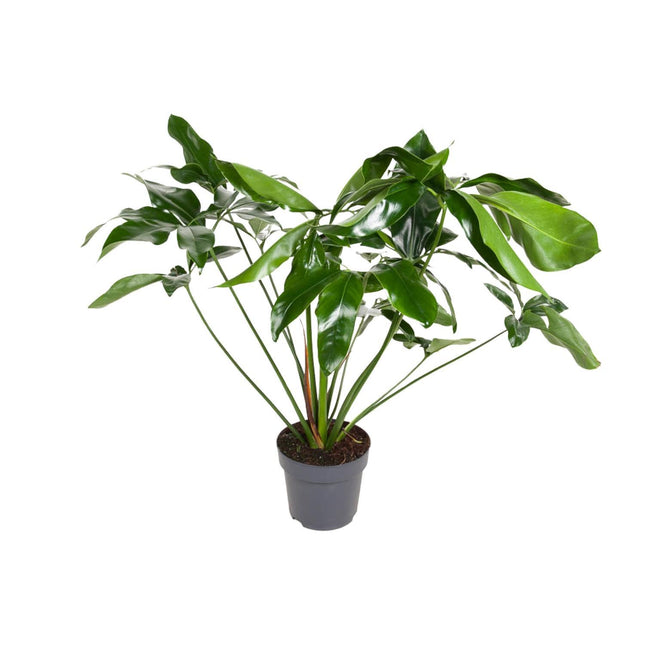 Philodendron Green Wonder - Hangplant - Ø 24 cm - ↑ 100 cm