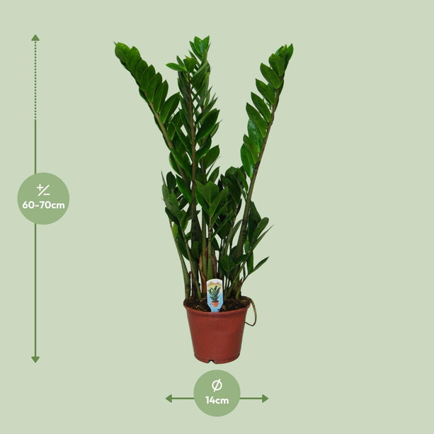 Zamioculcas zamiifolia (Kamerpalm) - Ø 14 cm - ↑ 50 cm