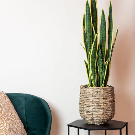 Kunstplant - Sanseveria Trifasciata - Vrouwentong - 97 cm