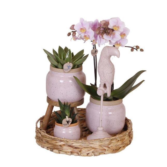 Kolibri Company | Gift set Romantic| Plantenset met roze Phalaenopsis Orchidee en Succulenten incl. keramieken sierpotten