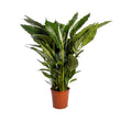 Spathiphyllum 'Sweet Sebastiano' (Witte Lepelplant) - Ø 24 cm - ↑ 110 cm