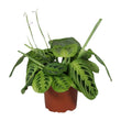 Maranta Leuconeura Fascinator Lemon Lime - Bidplant - Ø 12 cm - ↑ 30 cm