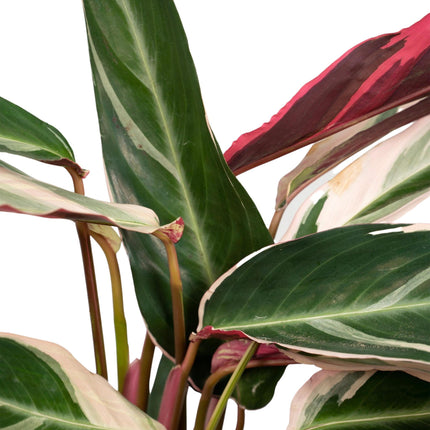 Calathea Triostar (Pauwenplant) ↑ 70 cm