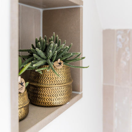Kolibri Company - Planten set Groove goud | Set met witte Phalaenopsis orchidee Amabilis Ø9cm en groene plant Succulent Crassula Ovata Ø6cm  | incl. gouden keramieken sierpotten