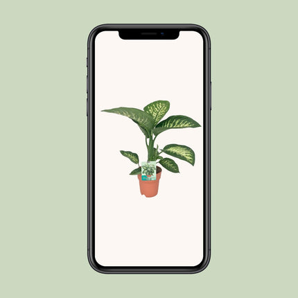 Dieffenbachia seguine Tropic Snow (Dief van Bagdad) - Ø 19 cm - ↑ 70 cm