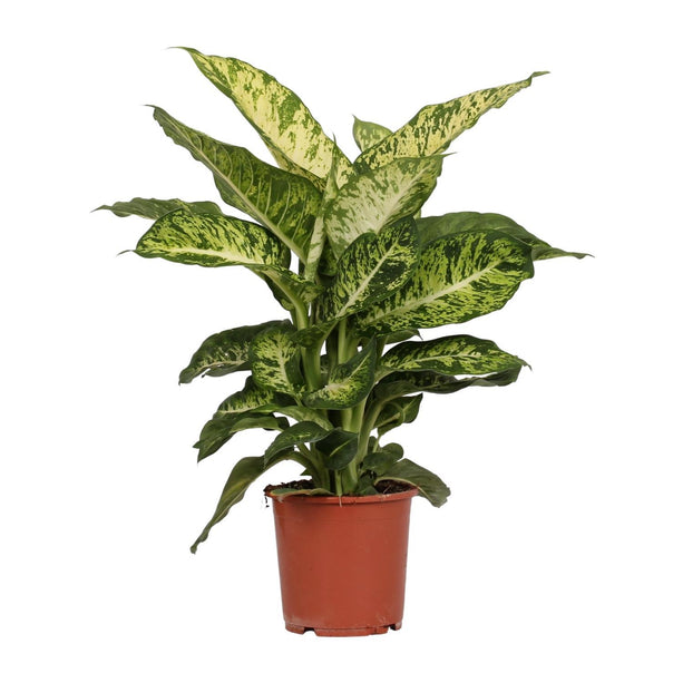 Dieffenbachia mars (Dief van Bagdad) - Ø 17 cm - ↑ 50 cm