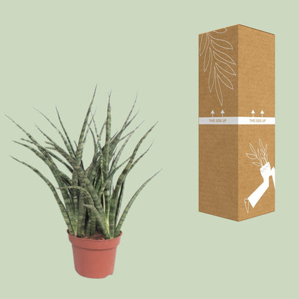 Sansevieria 'Fernwood Punk' (Vrouwentong) - Ø 12 cm - ↑ 35 cm