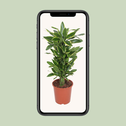 Dracaena golden coast (Drakenbloedboom) - Ø 27 cm - ↑ 110 cm