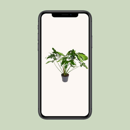 Philodendron Green Wonder - Hangplant - Ø 24 cm - ↑ 100 cm