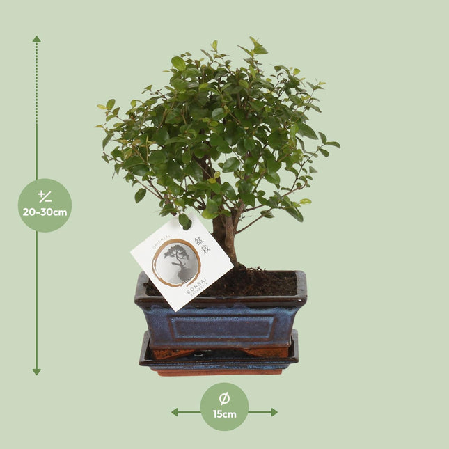 Bonsai Bol  Ø15cm - ↑ 30cm