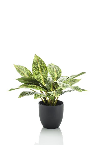 Kunstplant - Croton Codiaeum - Wonderstruik - ↑ 38 cm