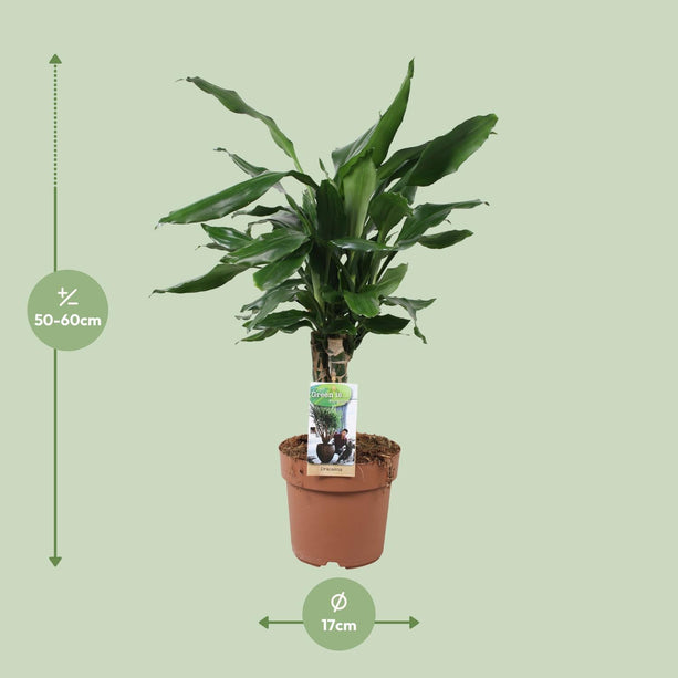 Dracaena fagrans Steudneri Green (Drakenbloedboom) - Ø 17 cm - ↑ 55 cm