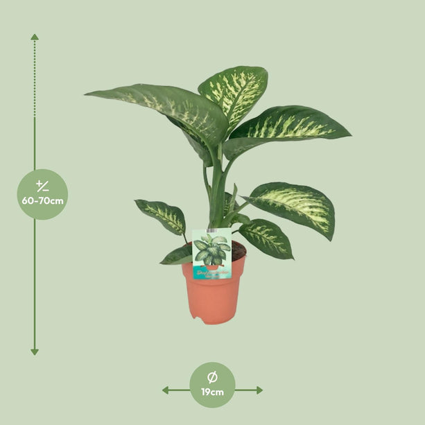 Dieffenbachia seguine Tropic Snow (Dief van Bagdad) - Ø 19 cm - ↑ 70 cm