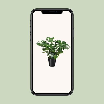 Monstera Deliciosa - Gatenplant - Ø 21 cm - ↑ 65 cm