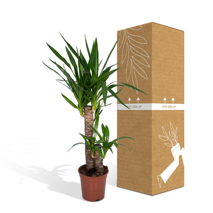 Yucca elephantipes (Palmlelie) - Ø 17 cm - ↑ 85 cm