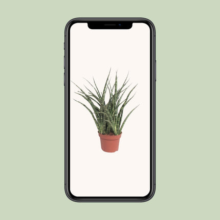 Sansevieria 'Fernwood Punk' (Vrouwentong) - Ø 12 cm - ↑ 35 cm