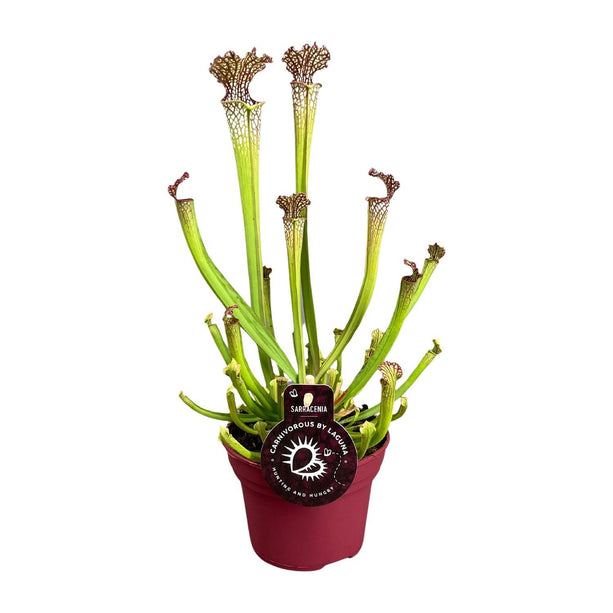 Sarracenia 'Farnhamii' (Bekerplant) - Ø 12 cm - ↑ 40 cm