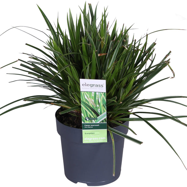 Carex morrowii 'Ice Dance' - IJskruid - Ø 14 cm - ↑ 30 cm