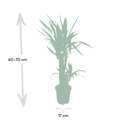 Yucca elephantipes (Palmlelie) - Ø 17 cm - ↑ 85 cm