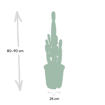 Euphorbia acrurensis (Cowboycactus) - Ø 24 cm - ↑ 60 cm