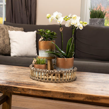 Kolibri Home | Plantenstandaard - Houten planten verhoging - Ø 12 cm