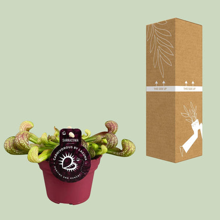 Sarracenia 'Psittacina' (Bekerplant) - Ø 12 cm - ↑ 13 cm