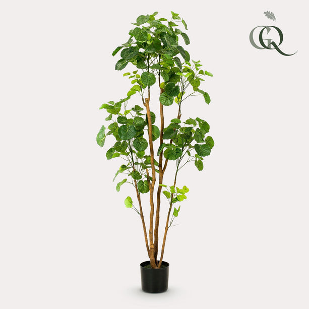 Kunstplant - Polyscias - Aralia - 160 cm