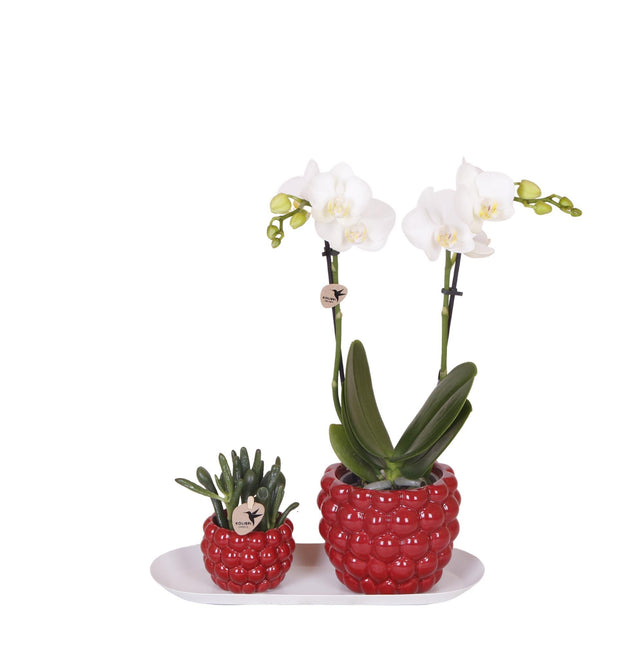 Kolibri Orchids | Plantenset Optimisme small| Groene planten met witte Phalaenopsis orchidee in Optimism sierpotten en witte dienblad