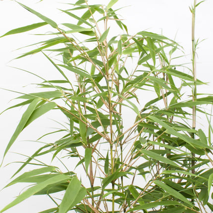Fargesia rufa (Bamboe) - Ø 19 cm - ↑ 60 cm