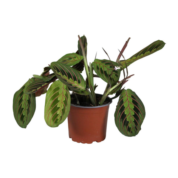 Maranta Leuconeura Fascinator - Gebedsplant - Ø 12 cm - ↑ 30 cm