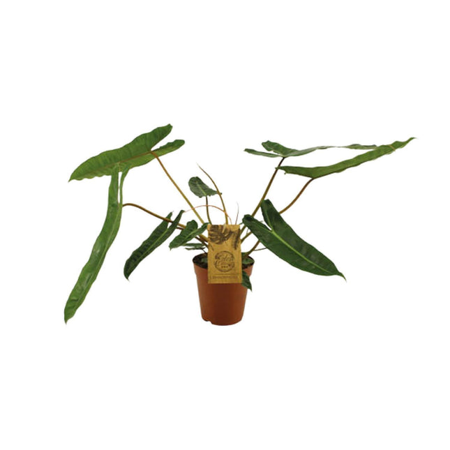 Philodendron Billetiae - Hangplant - Ø 15 cm - ↑ 50 cm