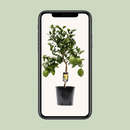 Citrus Lemon (Citroenboom) ↑ 80 cm